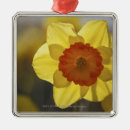 Suche nach nahe ornamente Natur