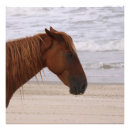 Suche nach spanisches pferd poster Spanischer senf