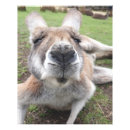 Suche nach lustige gesichter poster Lustiges tier