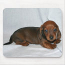 Suche nach würstchen mousepads Haustiere