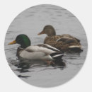 Suche nach drake aufkleber Enten