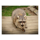 Suche nach waschbären poster Natur