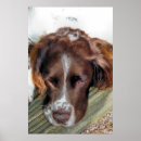 Suche nach english springer spaniel poster Spaniels