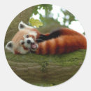 Suche nach roter panda aufkleber Tierwelt