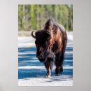 Suche nach weißer bison poster Usa