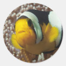 Suche nach nemo aufkleber Clownfisch