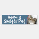 Suche nach graue katze autoaufkleber Fotografie