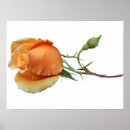 Suche nach single rose poster Flower