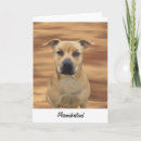 Suche nach bull terrier karten Pitbull