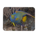 Suche nach individualität magnete Schwimmen