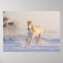 Suche nach weißes pferd poster Winter