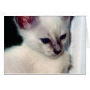 Suche nach sasha postkarten Kätzchen