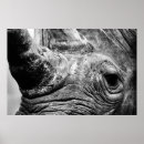 Suche nach nashorn poster Tier