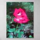 Suche nach red rose poster Blume