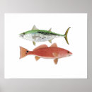 Suche nach marlin poster Fischen