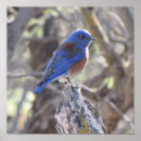 Suche nach bluebird poster Wildlife