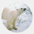 Suche nach eisbär aufkleber Polar