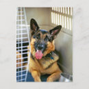 Suche nach schäferhund postkarten Polizeihund