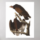 Suche nach geier poster Vogelbeobachter