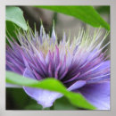 Suche nach clematis poster Blüte