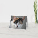 Suche nach calico cat karten Haustier