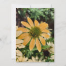 Suche nach coneflower Flora
