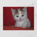 Suche nach die kleine weiße katze postkarten Niedlich