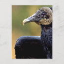 Suche nach geier poster Natur