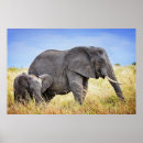 Suche nach afrikanischer elefant poster Elefantenkalb