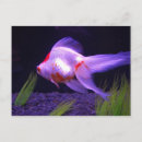 Suche nach wasserleben postkarten Aquarium