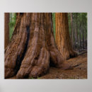 Suche nach riesiger baum poster Wachstum