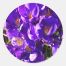 Suche nach krokus aufkleber Frühling