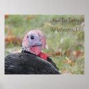 Suche nach wilder truthahn poster Vogelvogel