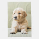 Suche nach golden retriever geschirr tücher Welpen