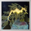 Suche nach seahorse poster Seepferd