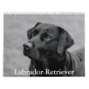 Suche nach labrador retriever hund büro zubehör Welpe