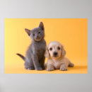 Suche nach kitten poster Welpen