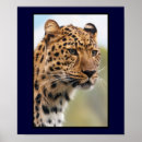 Suche nach säugetier poster Leopard