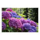 Suche nach rosa hydrangea poster Für sie