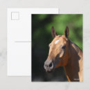 Suche nach akhal teke postkarten Rasse