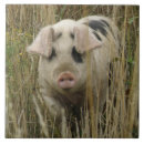 Suche nach rosa schweine fliesen Tiere