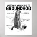 Suche nach murmeltiere poster Waldmurmeltier