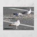 Suche nach seemöwen postkarten Vogelvogel