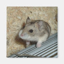 Suche nach hamster magnete Nagetiere
