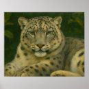 Suche nach schneeleopard poster Tierwelt