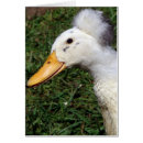 Suche nach niedliche enten karten Weiß