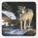 Suche nach grauer wolf aufkleber Raubtier