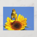 Suche nach amerikanischer vogel postkarten Gelb