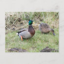 Suche nach männlich weiblich postkarten Vogelvogel