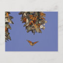 Suche nach monarch postkarten Insekt